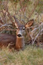 Mule deer, seen while backpacking the Grand Canyon with Beth, New Years 2009.

Filename: SRM_20090102_09551460.JPG
Aperture: f/8.0
Shutter Speed: 1/100
Body: Canon EOS-1D Mark II
Lens: Canon EF 100-400mm f/4.5-5.6 L IS USM