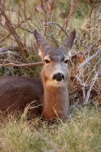 Mule deer, seen while backpacking the Grand Canyon with Beth, New Years 2009.

Filename: SRM_20090102_09555064.JPG
Aperture: f/8.0
Shutter Speed: 1/80
Body: Canon EOS-1D Mark II
Lens: Canon EF 100-400mm f/4.5-5.6 L IS USM