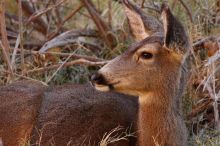 Mule deer, seen while backpacking the Grand Canyon with Beth, New Years 2009.

Filename: SRM_20090102_09563365.JPG
Aperture: f/8.0
Shutter Speed: 1/80
Body: Canon EOS-1D Mark II
Lens: Canon EF 100-400mm f/4.5-5.6 L IS USM w/ 1.4x II TC