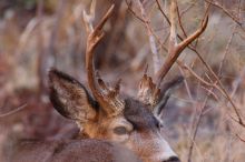 Buck mule deer, seen while backpacking the Grand Canyon with Beth, New Years 2009.

Filename: SRM_20090102_11235341.JPG
Aperture: f/8.0
Shutter Speed: 1/125
Body: Canon EOS-1D Mark II
Lens: Canon EF 100-400mm f/4.5-5.6 L IS USM w/ 1.4x II TC