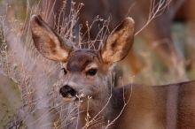 Mule deer, seen while backpacking the Grand Canyon with Beth, New Years 2009.

Filename: SRM_20090102_11251044.JPG
Aperture: f/8.0
Shutter Speed: 1/160
Body: Canon EOS-1D Mark II
Lens: Canon EF 100-400mm f/4.5-5.6 L IS USM w/ 1.4x II TC