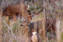 Mule deer, seen while backpacking the Grand Canyon with Beth, New Years 2009.

Filename: SRM_20090102_11253245.JPG
Aperture: f/8.0
Shutter Speed: 1/320
Body: Canon EOS-1D Mark II
Lens: Canon EF 100-400mm f/4.5-5.6 L IS USM w/ 1.4x II TC