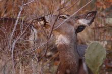 Mule deer, seen while backpacking the Grand Canyon with Beth, New Years 2009.

Filename: SRM_20090102_11254446.JPG
Aperture: f/8.0
Shutter Speed: 1/400
Body: Canon EOS-1D Mark II
Lens: Canon EF 100-400mm f/4.5-5.6 L IS USM w/ 1.4x II TC