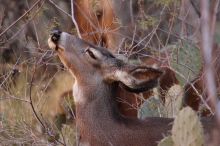 Mule deer, seen while backpacking the Grand Canyon with Beth, New Years 2009.

Filename: SRM_20090102_11261748.JPG
Aperture: f/8.0
Shutter Speed: 1/250
Body: Canon EOS-1D Mark II
Lens: Canon EF 100-400mm f/4.5-5.6 L IS USM w/ 1.4x II TC