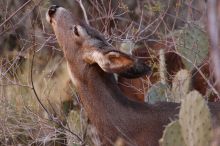 Mule deer, seen while backpacking the Grand Canyon with Beth, New Years 2009.

Filename: SRM_20090102_11263149.JPG
Aperture: f/8.0
Shutter Speed: 1/320
Body: Canon EOS-1D Mark II
Lens: Canon EF 100-400mm f/4.5-5.6 L IS USM w/ 1.4x II TC