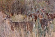 Mule deer, seen while backpacking the Grand Canyon with Beth, New Years 2009.

Filename: SRM_20090102_11265251.JPG
Aperture: f/8.0
Shutter Speed: 1/320
Body: Canon EOS-1D Mark II
Lens: Canon EF 100-400mm f/4.5-5.6 L IS USM w/ 1.4x II TC