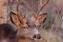 Buck mule deer, seen while backpacking the Grand Canyon with Beth, New Years 2009.

Filename: SRM_20090102_11292055.JPG
Aperture: f/8.0
Shutter Speed: 1/320
Body: Canon EOS-1D Mark II
Lens: Canon EF 100-400mm f/4.5-5.6 L IS USM w/ 1.4x II TC