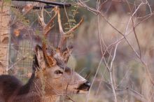 Buck mule deer, seen while backpacking the Grand Canyon with Beth, New Years 2009.

Filename: SRM_20090102_11292656.JPG
Aperture: f/8.0
Shutter Speed: 1/320
Body: Canon EOS-1D Mark II
Lens: Canon EF 100-400mm f/4.5-5.6 L IS USM w/ 1.4x II TC