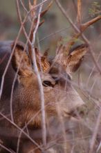 Buck mule deer, seen while backpacking the Grand Canyon with Beth, New Years 2009.

Filename: SRM_20090102_11331158.JPG
Aperture: f/8.0
Shutter Speed: 1/320
Body: Canon EOS-1D Mark II
Lens: Canon EF 100-400mm f/4.5-5.6 L IS USM w/ 1.4x II TC