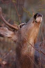 Buck mule deer, seen while backpacking the Grand Canyon with Beth, New Years 2009.

Filename: SRM_20090102_11342762.JPG
Aperture: f/8.0
Shutter Speed: 1/400
Body: Canon EOS-1D Mark II
Lens: Canon EF 100-400mm f/4.5-5.6 L IS USM w/ 1.4x II TC