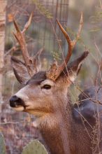 Buck mule deer, seen while backpacking the Grand Canyon with Beth, New Years 2009.

Filename: SRM_20090102_11343864.JPG
Aperture: f/8.0
Shutter Speed: 1/320
Body: Canon EOS-1D Mark II
Lens: Canon EF 100-400mm f/4.5-5.6 L IS USM w/ 1.4x II TC