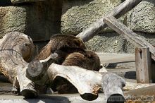 Bears playing at the San Francisco Zoo.

Filename: srm_20050529_173322_0_std.jpg
Aperture: f/5.6
Shutter Speed: 1/800
Body: Canon EOS 20D
Lens: Canon EF 80-200mm f/2.8 L