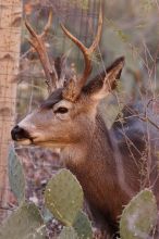 Buck mule deer, seen while backpacking the Grand Canyon with Beth, New Years 2009.

Filename: SRM_20090102_11344665.JPG
Aperture: f/8.0
Shutter Speed: 1/320
Body: Canon EOS-1D Mark II
Lens: Canon EF 100-400mm f/4.5-5.6 L IS USM w/ 1.4x II TC