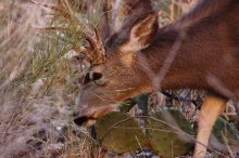 Buck mule deer, seen while backpacking the Grand Canyon with Beth, New Years 2009.

Filename: SRM_20090102_11375566.JPG
Aperture: f/8.0
Shutter Speed: 1/320
Body: Canon EOS-1D Mark II
Lens: Canon EF 100-400mm f/4.5-5.6 L IS USM