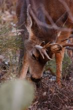 Buck mule deer, seen while backpacking the Grand Canyon with Beth, New Years 2009.

Filename: SRM_20090102_11390273.JPG
Aperture: f/8.0
Shutter Speed: 1/320
Body: Canon EOS-1D Mark II
Lens: Canon EF 100-400mm f/4.5-5.6 L IS USM