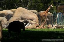 Visit to San Francisco Zoo.

Filename: srm_20050529_153642_7_std.jpg
Aperture: f/5.6
Shutter Speed: 1/400
Body: Canon EOS 20D
Lens: Canon EF 80-200mm f/2.8 L