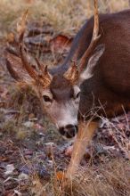 Buck mule deer, seen while backpacking the Grand Canyon with Beth, New Years 2009.

Filename: SRM_20090102_11400877.JPG
Aperture: f/8.0
Shutter Speed: 1/320
Body: Canon EOS-1D Mark II
Lens: Canon EF 100-400mm f/4.5-5.6 L IS USM