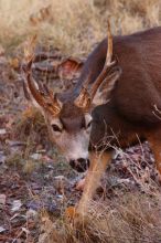 Buck mule deer, seen while backpacking the Grand Canyon with Beth, New Years 2009.

Filename: SRM_20090102_11401178.JPG
Aperture: f/8.0
Shutter Speed: 1/320
Body: Canon EOS-1D Mark II
Lens: Canon EF 100-400mm f/4.5-5.6 L IS USM