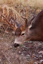 Buck mule deer, seen while backpacking the Grand Canyon with Beth, New Years 2009.

Filename: SRM_20090102_11403980.JPG
Aperture: f/8.0
Shutter Speed: 1/320
Body: Canon EOS-1D Mark II
Lens: Canon EF 100-400mm f/4.5-5.6 L IS USM