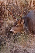 Buck mule deer, seen while backpacking the Grand Canyon with Beth, New Years 2009.

Filename: SRM_20090102_11410581.JPG
Aperture: f/8.0
Shutter Speed: 1/320
Body: Canon EOS-1D Mark II
Lens: Canon EF 100-400mm f/4.5-5.6 L IS USM