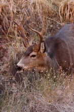 Buck mule deer, seen while backpacking the Grand Canyon with Beth, New Years 2009.

Filename: SRM_20090102_11410682.JPG
Aperture: f/8.0
Shutter Speed: 1/320
Body: Canon EOS-1D Mark II
Lens: Canon EF 100-400mm f/4.5-5.6 L IS USM