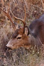 Buck mule deer, seen while backpacking the Grand Canyon with Beth, New Years 2009.

Filename: SRM_20090102_11410883.JPG
Aperture: f/8.0
Shutter Speed: 1/320
Body: Canon EOS-1D Mark II
Lens: Canon EF 100-400mm f/4.5-5.6 L IS USM