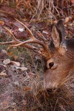 Buck mule deer, seen while backpacking the Grand Canyon with Beth, New Years 2009.

Filename: SRM_20090102_11412984.JPG
Aperture: f/8.0
Shutter Speed: 1/320
Body: Canon EOS-1D Mark II
Lens: Canon EF 100-400mm f/4.5-5.6 L IS USM