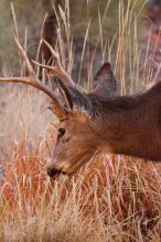 Buck mule deer, seen while backpacking the Grand Canyon with Beth, New Years 2009.

Filename: SRM_20090102_11414986.JPG
Aperture: f/8.0
Shutter Speed: 1/320
Body: Canon EOS-1D Mark II
Lens: Canon EF 100-400mm f/4.5-5.6 L IS USM