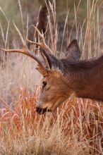 Buck mule deer, seen while backpacking the Grand Canyon with Beth, New Years 2009.

Filename: SRM_20090102_11414987.JPG
Aperture: f/8.0
Shutter Speed: 1/320
Body: Canon EOS-1D Mark II
Lens: Canon EF 100-400mm f/4.5-5.6 L IS USM