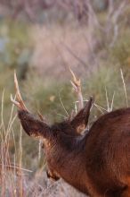 Buck mule deer, seen while backpacking the Grand Canyon with Beth, New Years 2009.

Filename: SRM_20090102_11415388.JPG
Aperture: f/8.0
Shutter Speed: 1/320
Body: Canon EOS-1D Mark II
Lens: Canon EF 100-400mm f/4.5-5.6 L IS USM