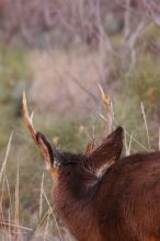 Buck mule deer, seen while backpacking the Grand Canyon with Beth, New Years 2009.

Filename: SRM_20090102_11415689.JPG
Aperture: f/8.0
Shutter Speed: 1/320
Body: Canon EOS-1D Mark II
Lens: Canon EF 100-400mm f/4.5-5.6 L IS USM