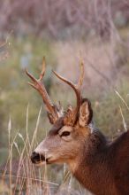 Buck mule deer, seen while backpacking the Grand Canyon with Beth, New Years 2009.

Filename: SRM_20090102_11420090.JPG
Aperture: f/8.0
Shutter Speed: 1/320
Body: Canon EOS-1D Mark II
Lens: Canon EF 100-400mm f/4.5-5.6 L IS USM