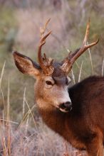 Buck mule deer, seen while backpacking the Grand Canyon with Beth, New Years 2009.

Filename: SRM_20090102_11420292.JPG
Aperture: f/8.0
Shutter Speed: 1/320
Body: Canon EOS-1D Mark II
Lens: Canon EF 100-400mm f/4.5-5.6 L IS USM