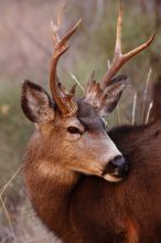 Buck mule deer, seen while backpacking the Grand Canyon with Beth, New Years 2009.

Filename: SRM_20090102_11420595.JPG
Aperture: f/8.0
Shutter Speed: 1/320
Body: Canon EOS-1D Mark II
Lens: Canon EF 100-400mm f/4.5-5.6 L IS USM