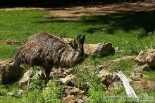 Emu at the San Francisco Zoo.

Filename: srm_20050529_182034_8_std.jpg
Aperture: f/7.1
Shutter Speed: 1/1600
Body: Canon EOS 20D
Lens: Canon EF 80-200mm f/2.8 L