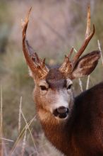 Buck mule deer, seen while backpacking the Grand Canyon with Beth, New Years 2009.

Filename: SRM_20090102_11420698.JPG
Aperture: f/8.0
Shutter Speed: 1/320
Body: Canon EOS-1D Mark II
Lens: Canon EF 100-400mm f/4.5-5.6 L IS USM