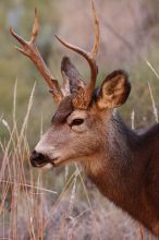 Buck mule deer, seen while backpacking the Grand Canyon with Beth, New Years 2009.

Filename: SRM_20090102_11420701.JPG
Aperture: f/8.0
Shutter Speed: 1/320
Body: Canon EOS-1D Mark II
Lens: Canon EF 100-400mm f/4.5-5.6 L IS USM