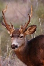 Buck mule deer, seen while backpacking the Grand Canyon with Beth, New Years 2009.

Filename: SRM_20090102_11420799.JPG
Aperture: f/8.0
Shutter Speed: 1/320
Body: Canon EOS-1D Mark II
Lens: Canon EF 100-400mm f/4.5-5.6 L IS USM