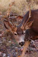 Buck mule deer, seen while backpacking the Grand Canyon with Beth, New Years 2009.

Filename: SRM_20090102_12400674.JPG
Aperture: f/8.0
Shutter Speed: 1/320
Body: Canon EOS-1D Mark II
Lens: Canon EF 100-400mm f/4.5-5.6 L IS USM