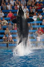 Shamu and Namu in the Believe show at Sea World, San Antonio.

Filename: SRM_20060423_125516_0.jpg
Aperture: f/2.8
Shutter Speed: 1/320
Body: Canon EOS 20D
Lens: Canon EF 80-200mm f/2.8 L