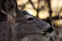 Mule deer, seen while backpacking the Grand Canyon with Beth, New Years 2009.

Filename: SRM_20090102_15415164.JPG
Aperture: f/5.0
Shutter Speed: 1/320
Body: Canon EOS-1D Mark II
Lens: Canon EF 100-400mm f/4.5-5.6 L IS USM