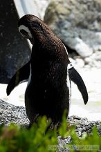 Penguins at the San Francisco Zoo.

Filename: srm_20050529_164240_4_std.jpg
Aperture: f/5.6
Shutter Speed: 1/125
Body: Canon EOS 20D
Lens: Canon EF 80-200mm f/2.8 L