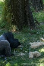 Gorilla at the San Francisco Zoo.

Filename: srm_20050529_154606_5_std.jpg
Aperture: f/3.2
Shutter Speed: 1/200
Body: Canon EOS 20D
Lens: Canon EF 80-200mm f/2.8 L