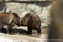 Bears playing at the San Francisco Zoo.

Filename: srm_20050529_173352_0_std.jpg
Aperture: f/5.6
Shutter Speed: 1/400
Body: Canon EOS 20D
Lens: Canon EF 80-200mm f/2.8 L