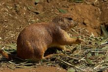 Prarie dogs at the San Francisco Zoo.

Filename: srm_20050529_184432_6_std.jpg
Aperture: f/7.1
Shutter Speed: 1/1000
Body: Canon EOS 20D
Lens: Canon EF 80-200mm f/2.8 L