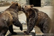 Bears playing at the San Francisco Zoo.

Filename: srm_20050529_173208_5_std.jpg
Aperture: f/5.6
Shutter Speed: 1/800
Body: Canon EOS 20D
Lens: Canon EF 80-200mm f/2.8 L