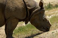 Rhinoceros at the San Francisco Zoo.

Filename: srm_20050529_170028_3_std.jpg
Aperture: f/5.0
Shutter Speed: 1/640
Body: Canon EOS 20D
Lens: Canon EF 80-200mm f/2.8 L