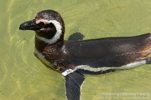 Penguins at the San Francisco Zoo.

Filename: srm_20050529_164702_6_std.jpg
Aperture: f/7.1
Shutter Speed: 1/500
Body: Canon EOS 20D
Lens: Canon EF 80-200mm f/2.8 L