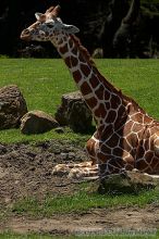 Giraffee at the San Francisco Zoo.

Filename: srm_20050529_153030_8_std.jpg
Aperture: f/5.6
Shutter Speed: 1/500
Body: Canon EOS 20D
Lens: Canon EF 80-200mm f/2.8 L