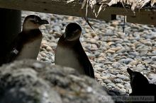 Penguins at the San Francisco Zoo.

Filename: srm_20050529_164144_8_std.jpg
Aperture: f/5.6
Shutter Speed: 1/1250
Body: Canon EOS 20D
Lens: Canon EF 80-200mm f/2.8 L